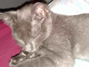 Gato raça viralata idade Abaixo de 2 meses nome Lua