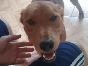 Cachorro raça  idade 1 ano nome Djow