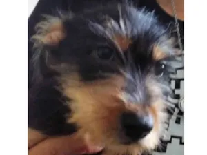 Cachorro raça Mestiço  idade 2 a 6 meses nome Charlie 