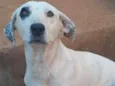 Pipoca