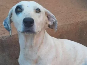 Cachorro raça Vira Latas idade 3 anos nome Pipoca