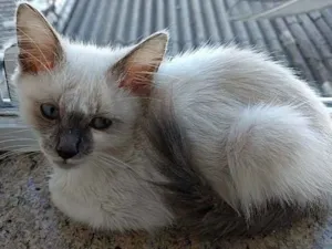 Gato raça Siames com srd idade 2 a 6 meses nome Yuki lindo bebê 