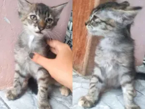 Gato raça Srd idade 2 a 6 meses nome Gatos