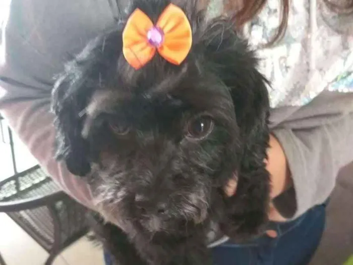 Cachorro ra a poodle idade 3 anos nome Pandora