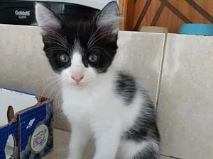 Gato raça Frajola  idade Abaixo de 2 meses nome Bolinha lindo bebê 