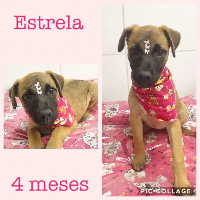 Cachorro ra a srd idade 2 a 6 meses nome Estrela