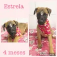 Estrela