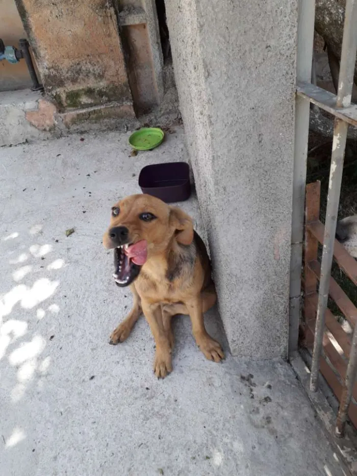 Cachorro raça Vira lata idade 2 a 6 meses nome Mel