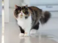 Gato persa