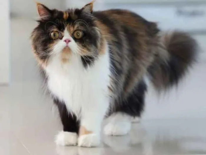 Gato ra a Persa idade 3 anos nome Gato persa