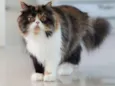 Gato persa