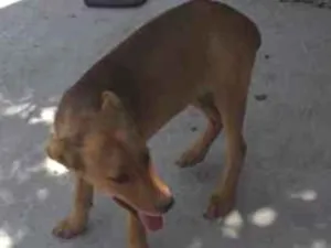 Cachorro raça Vira lata idade 2 a 6 meses nome Mel