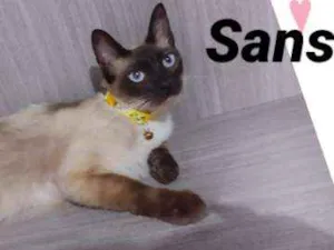 Gato raça srd idade 7 a 11 meses nome GATINHOS LINDOS
