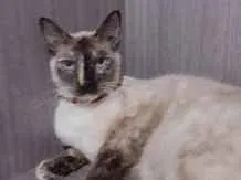 Gato raça srd idade 1 ano nome Lolita 