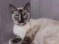Lolita