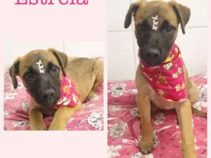 Cachorro raça srd idade 2 a 6 meses nome Estrela