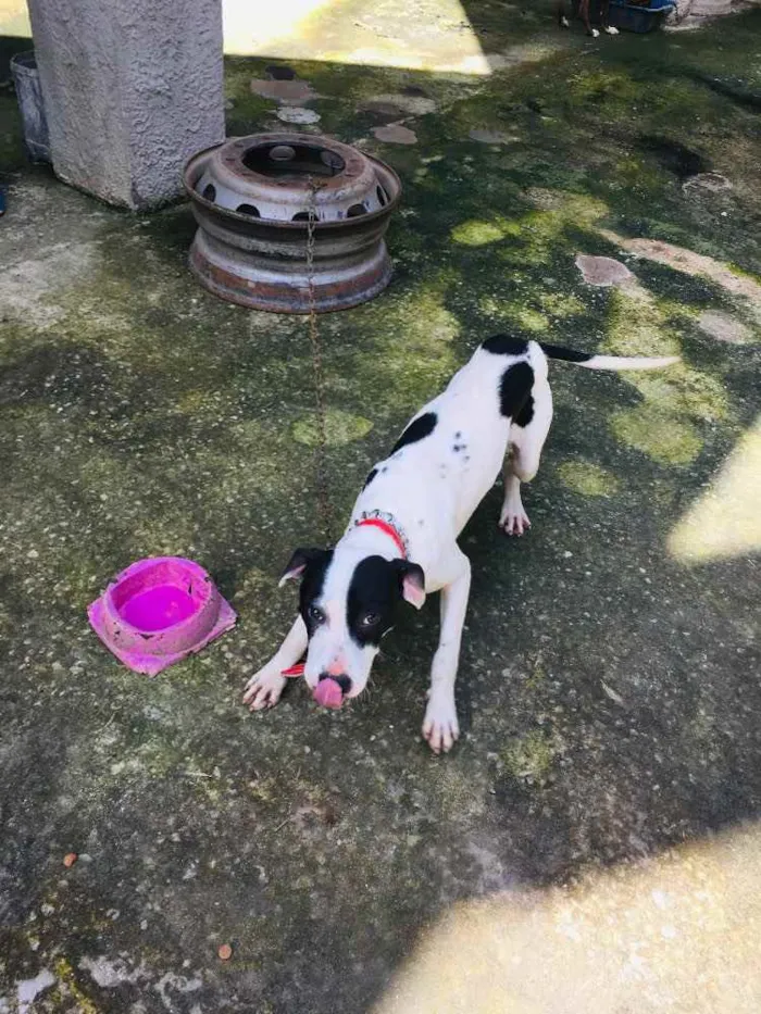 Cachorro ra a Pitbull com Fila idade 7 a 11 meses nome Lexie