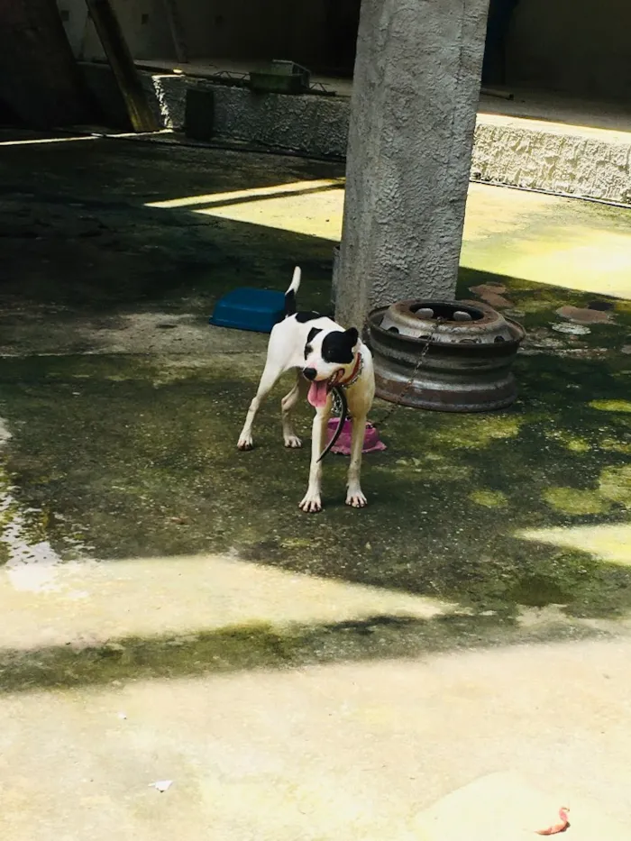 Cachorro ra a Pitbull com Fila idade 7 a 11 meses nome Lexie