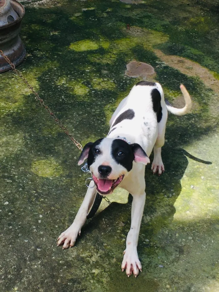Cachorro ra a Pitbull com Fila idade 7 a 11 meses nome Lexie