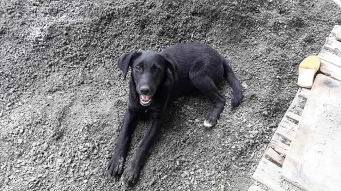 Cachorro ra a Sem raça definida idade 2 a 6 meses nome Sem nome