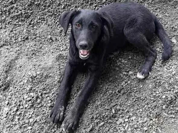 Cachorro ra a Sem raça definida idade 2 a 6 meses nome Sem nome