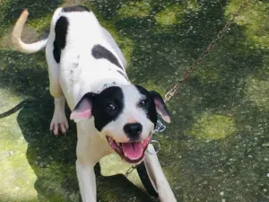 Cachorro raça Pitbull com Fila idade 7 a 11 meses nome Lexie