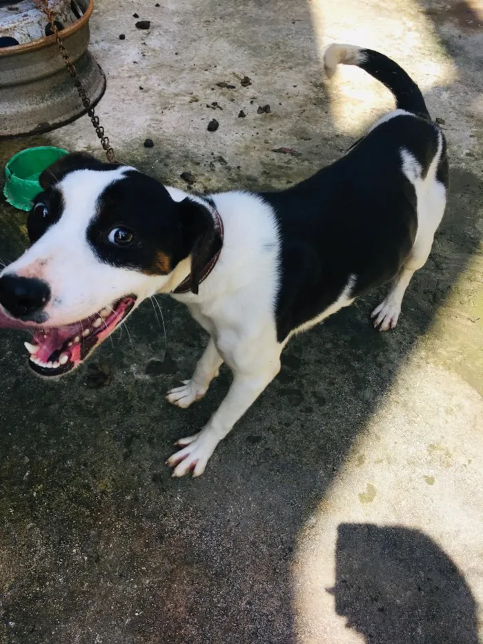 Cachorro ra a Pitbull com fila idade 7 a 11 meses nome Pandora