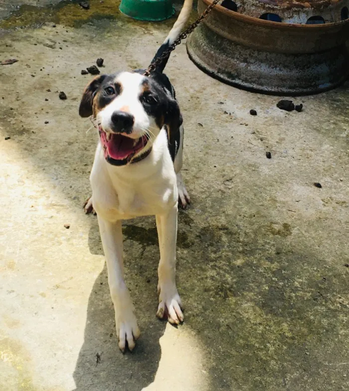 Cachorro ra a Pitbull com fila idade 7 a 11 meses nome Pandora