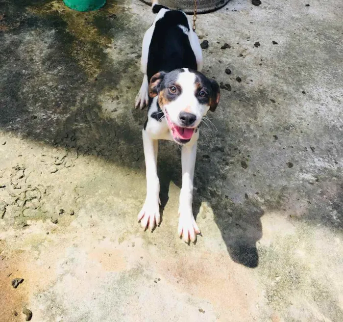 Cachorro ra a Pitbull com fila idade 7 a 11 meses nome Pandora