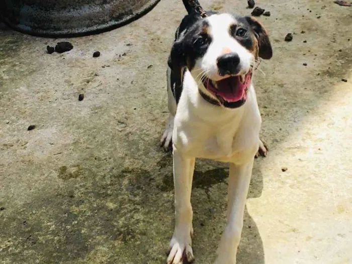 Cachorro ra a Pitbull com fila idade 7 a 11 meses nome Pandora