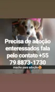 Filhote