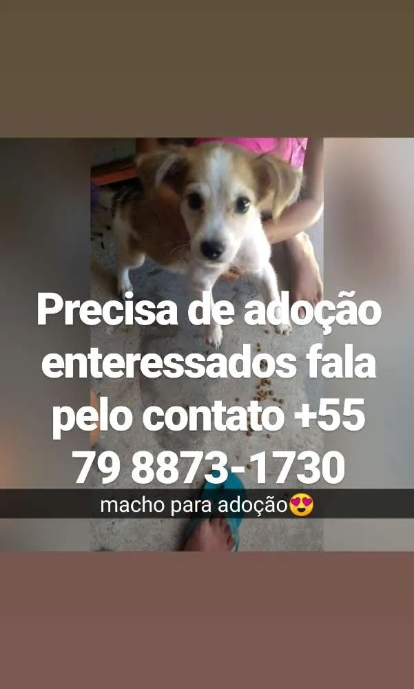 Cachorro raça Srd idade 2 a 6 meses nome Filhote