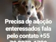 Filhote