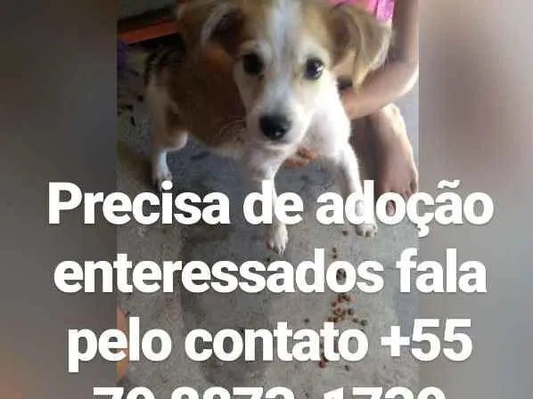 Cachorro raça Srd idade 2 a 6 meses nome Filhote