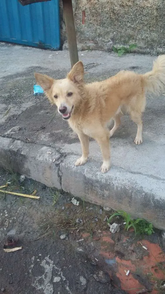 Cachorro ra a Vira lata idade 2 anos nome Ted