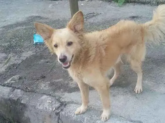 Cachorro ra a Vira lata idade 2 anos nome Ted