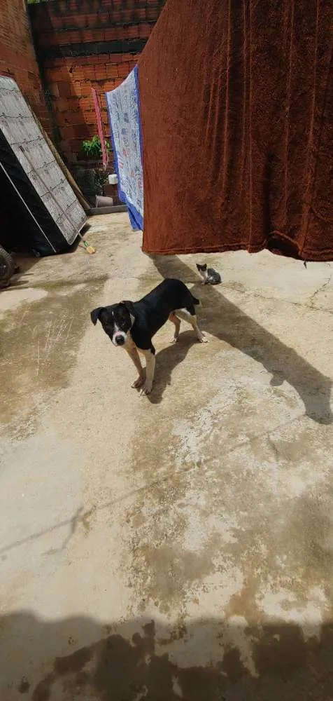 Cachorro ra a Piti bull com vira latas idade 2 anos nome Pitu 