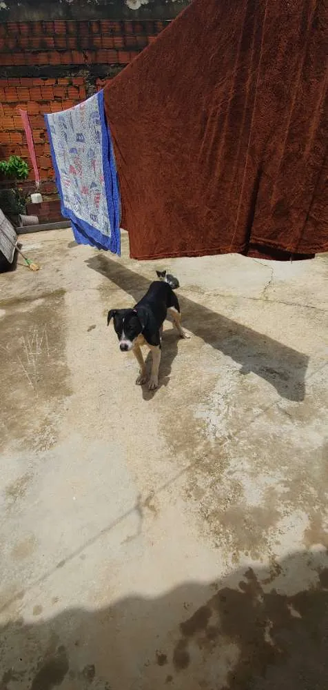 Cachorro ra a Piti bull com vira latas idade 2 anos nome Pitu 