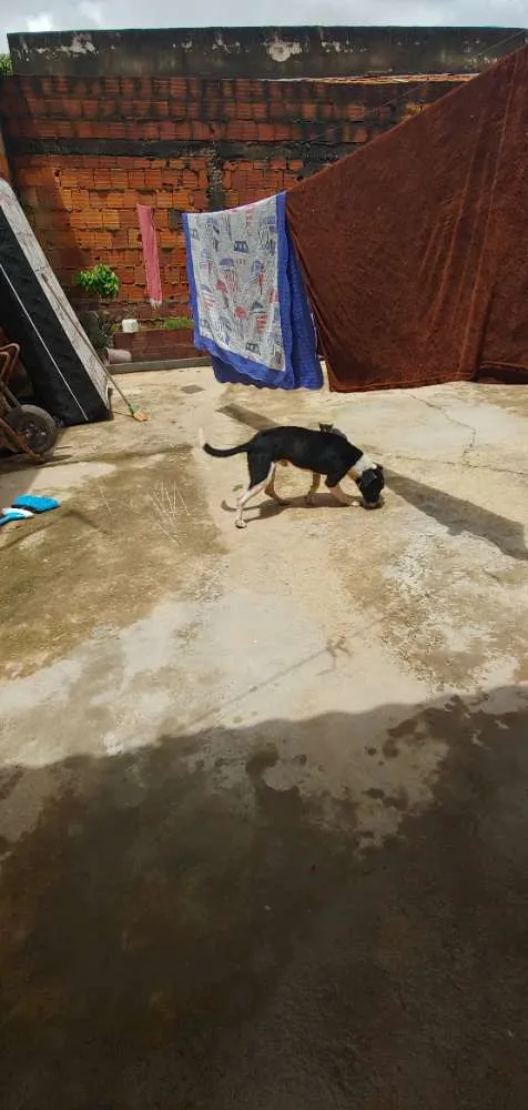 Cachorro ra a Piti bull com vira latas idade 2 anos nome Pitu 