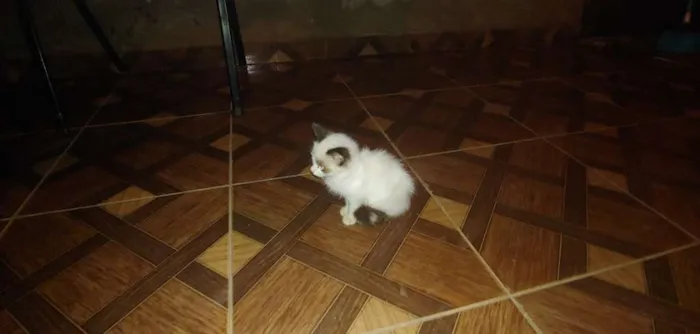 Gato ra a  idade 2 a 6 meses nome Sem nome 