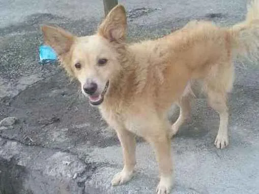 Cachorro ra a Vira lata idade 2 anos nome Ted