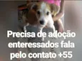 Filhote
