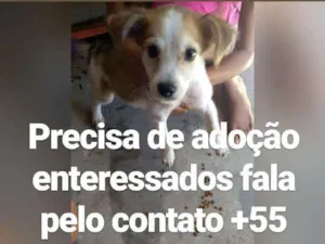 Cachorro raça Srd idade 2 a 6 meses nome Filhote