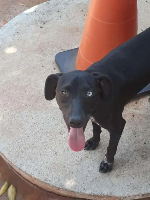 Cachorro ra a SRD idade 1 ano nome Chiara