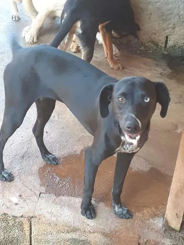 Cachorro ra a SRD idade 1 ano nome Chiara