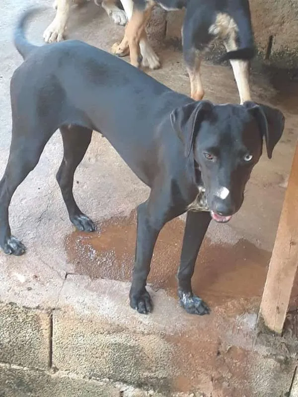 Cachorro ra a SRD idade 1 ano nome Chiara