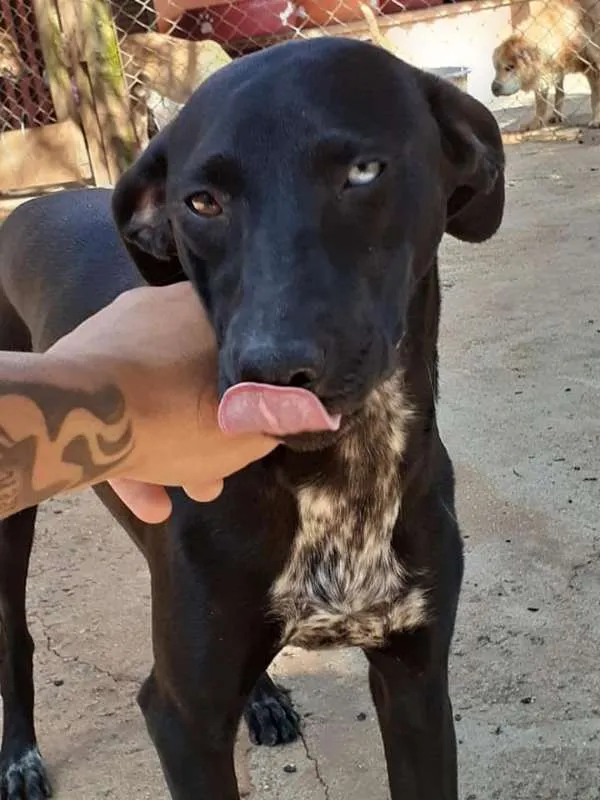 Cachorro ra a SRD idade 1 ano nome Chiara