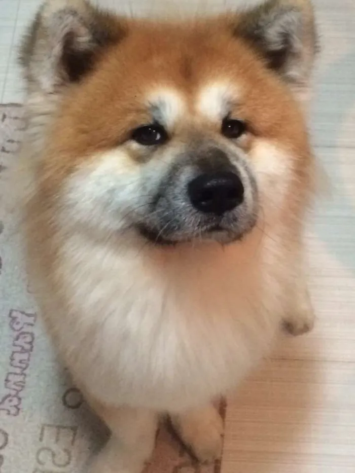 Cachorro ra a Akita idade 6 ou mais anos nome Haruke