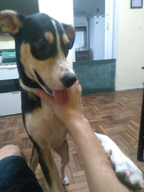 Cachorro ra a Vira-Latas idade 7 a 11 meses nome Nina