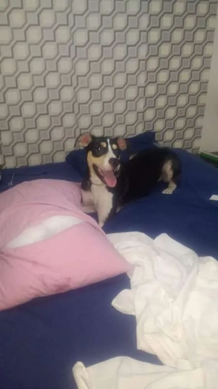 Cachorro ra a Vira-Latas idade 7 a 11 meses nome Nina